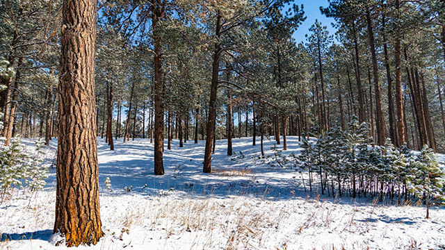 Black forest ponderosas