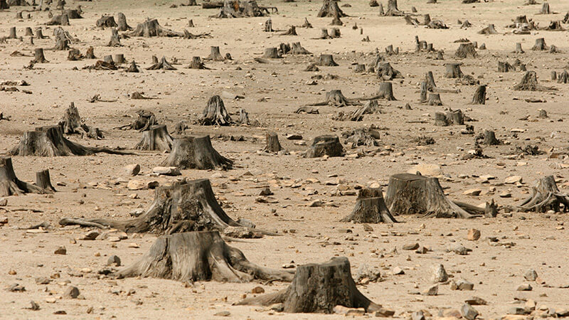 Deforestation