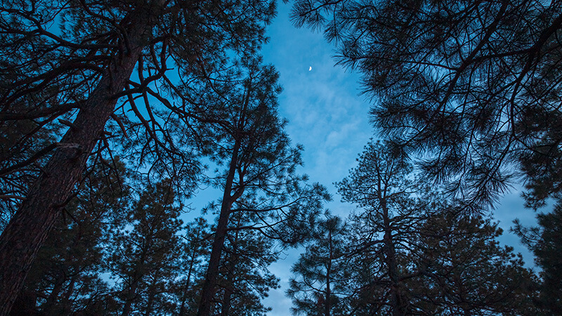 Ponderosa canopy at night