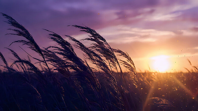 Prairie grass at sunset